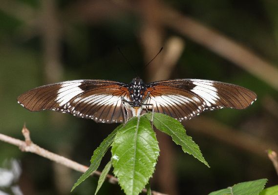 Hypolimnas monteironis major male UNS 2